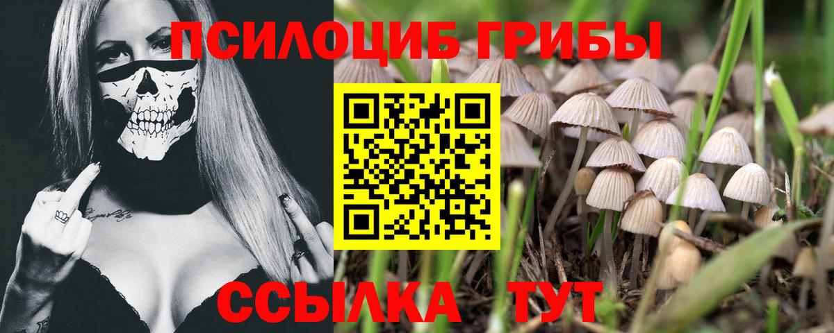 Псилоцибиновые грибы Psilocybe Чусовой